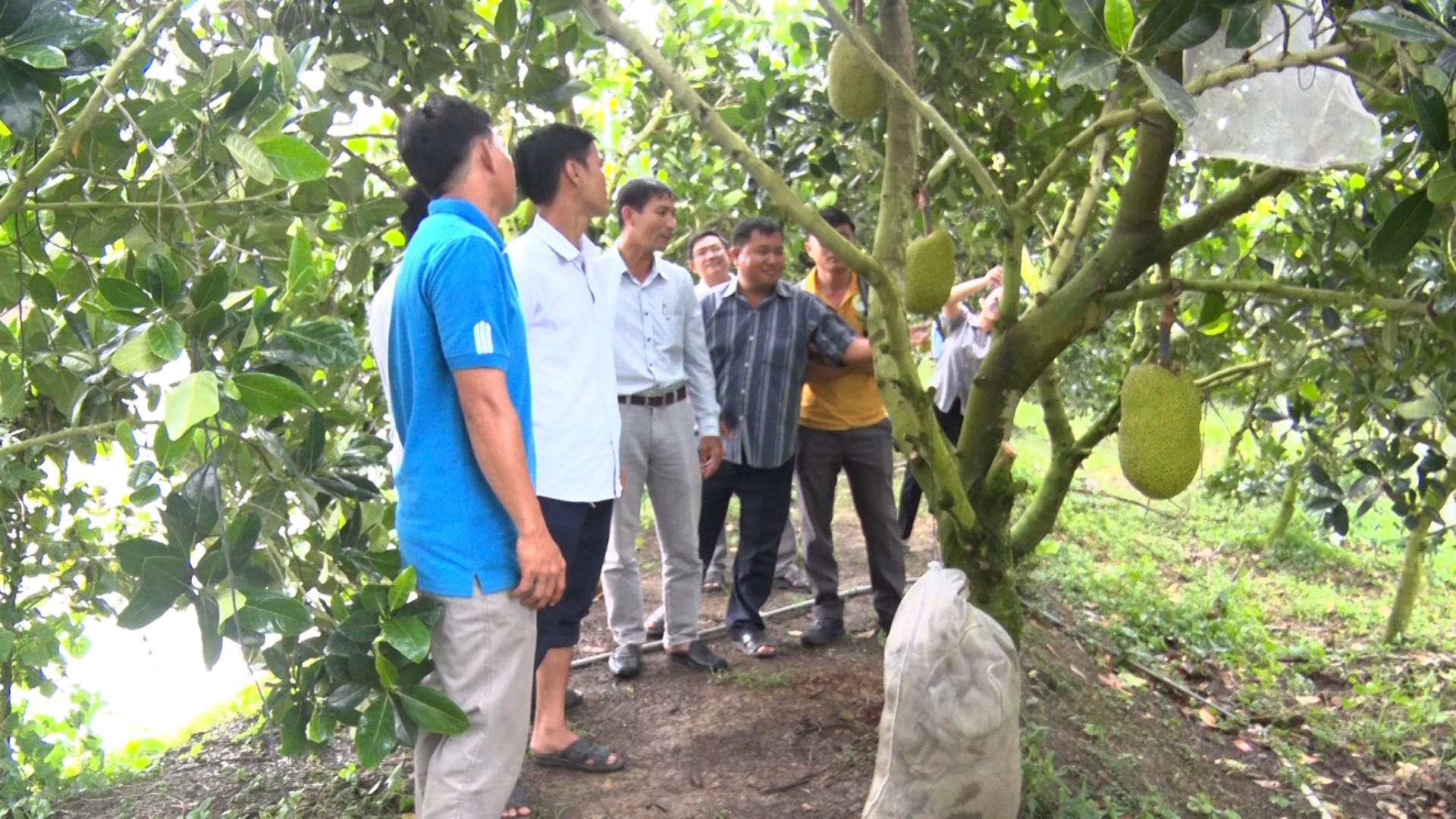 Phú Tân hội thảo tổng kết mô hình xử lý ra hoa và nuôi trái mít thái chiang rai theo tiêu chuẩn VIETGAP