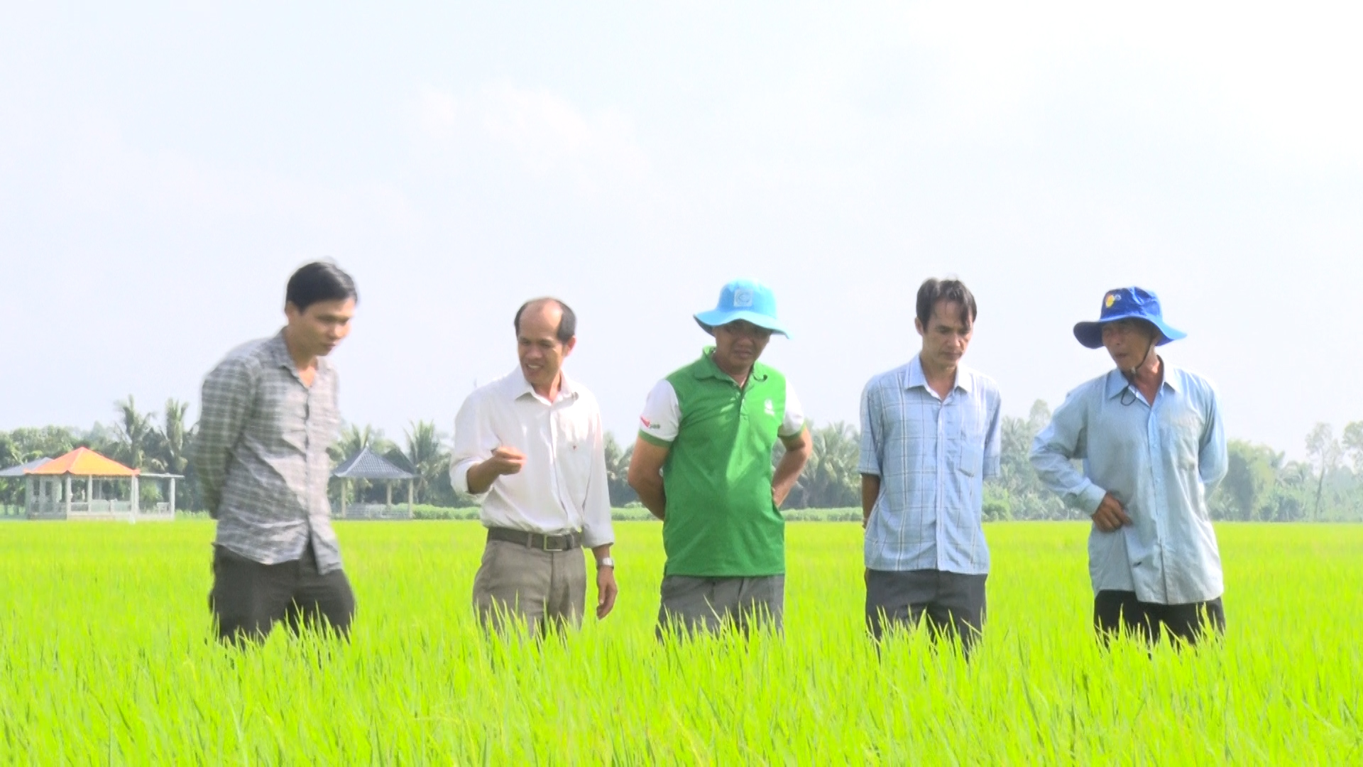 Khuyến cáo nông dân phòng trừ bệnh cháy bìa lá và sọc trong vụ Thu Đông 