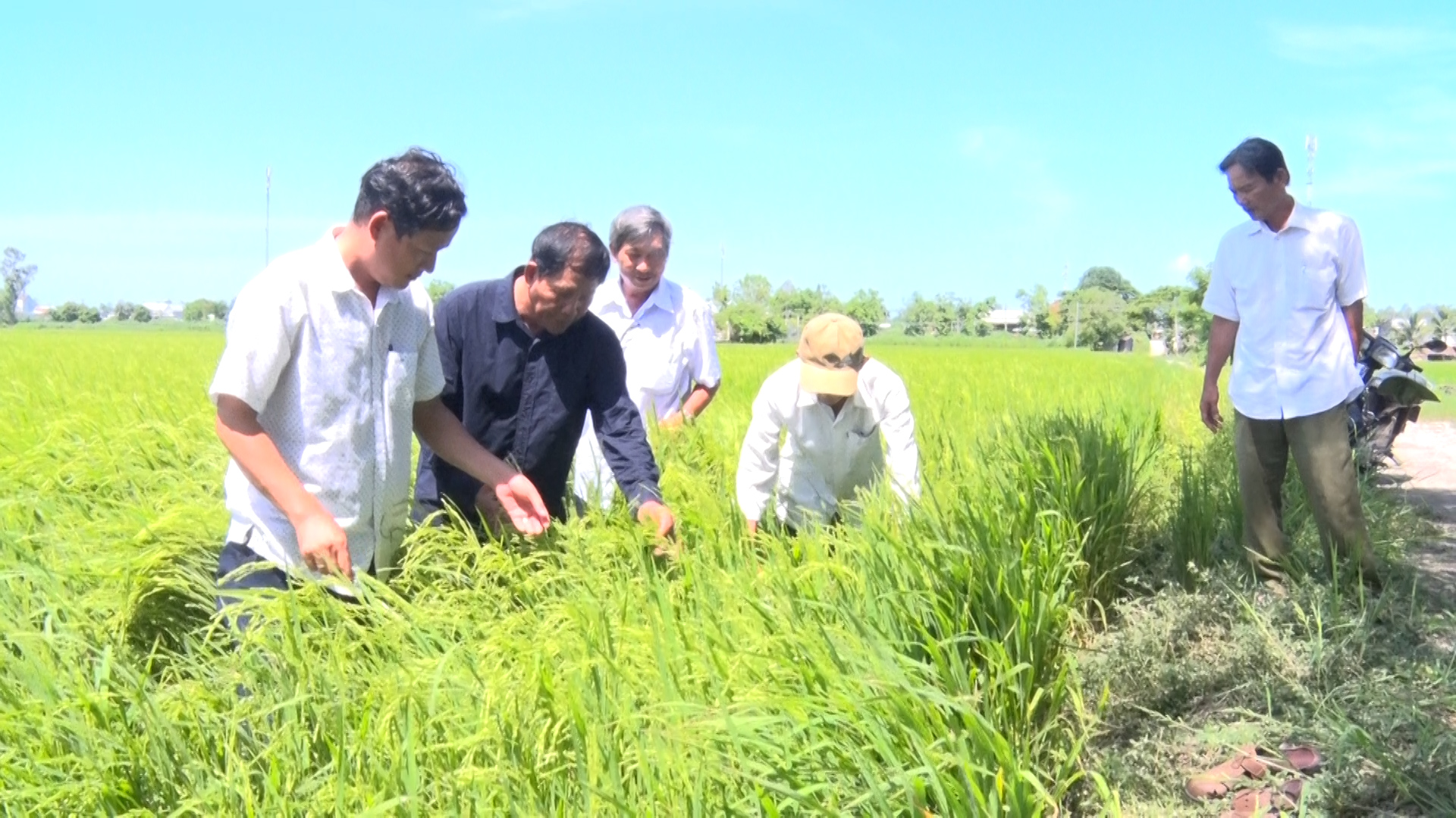 Khuyến cáo nông dân phòng trừ bệnh cháy bìa lá và sọc trong vụ Thu Đông 