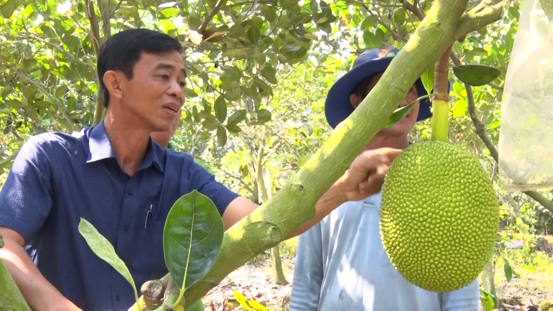 NÔNG DÂN XÃ HIỆP XƯƠNG TRỒNG MÍT THÁI CÓ LỢI NHUẬN KINH TẾ CAO