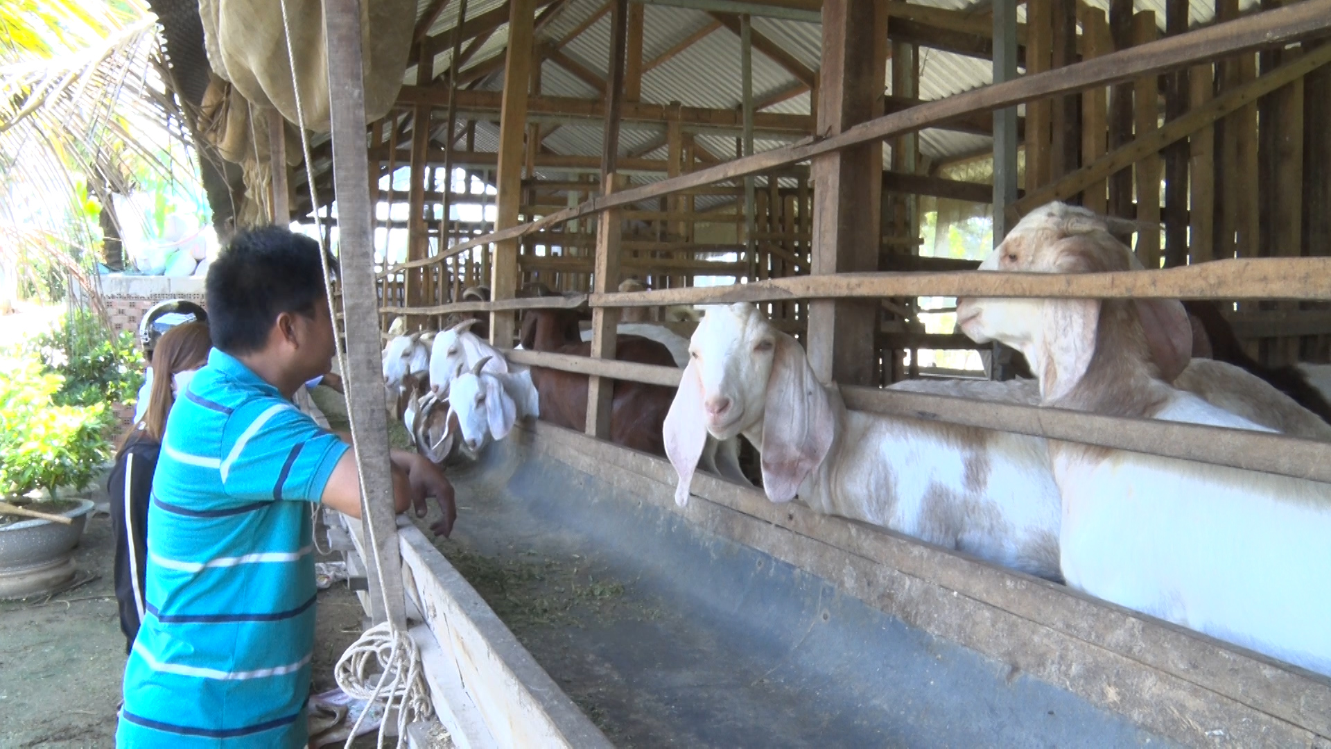 Phú Tân xây dựng Kinh tế tập thể phát triển thu hút hội viên, nông dân tham gia