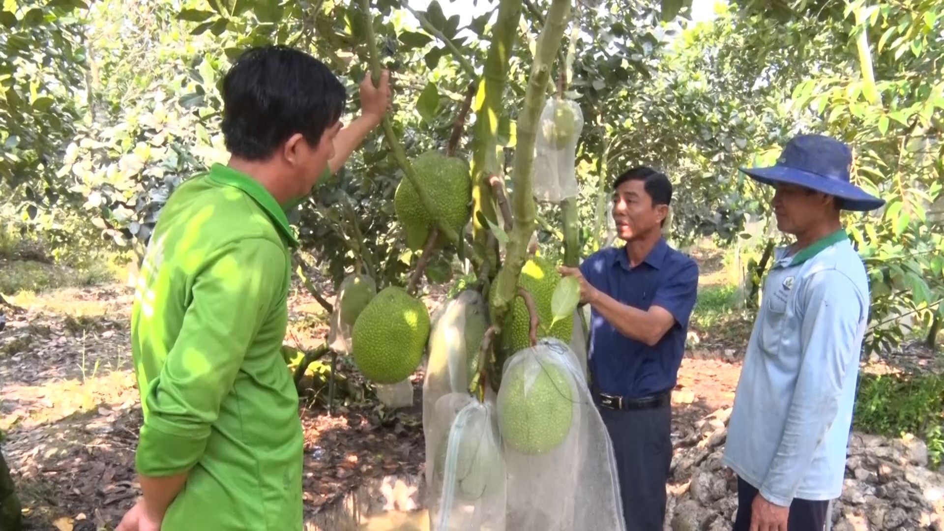 NÔNG DÂN XÃ HIỆP XƯƠNG TRỒNG MÍT THÁI CÓ LỢI NHUẬN KINH TẾ CAO