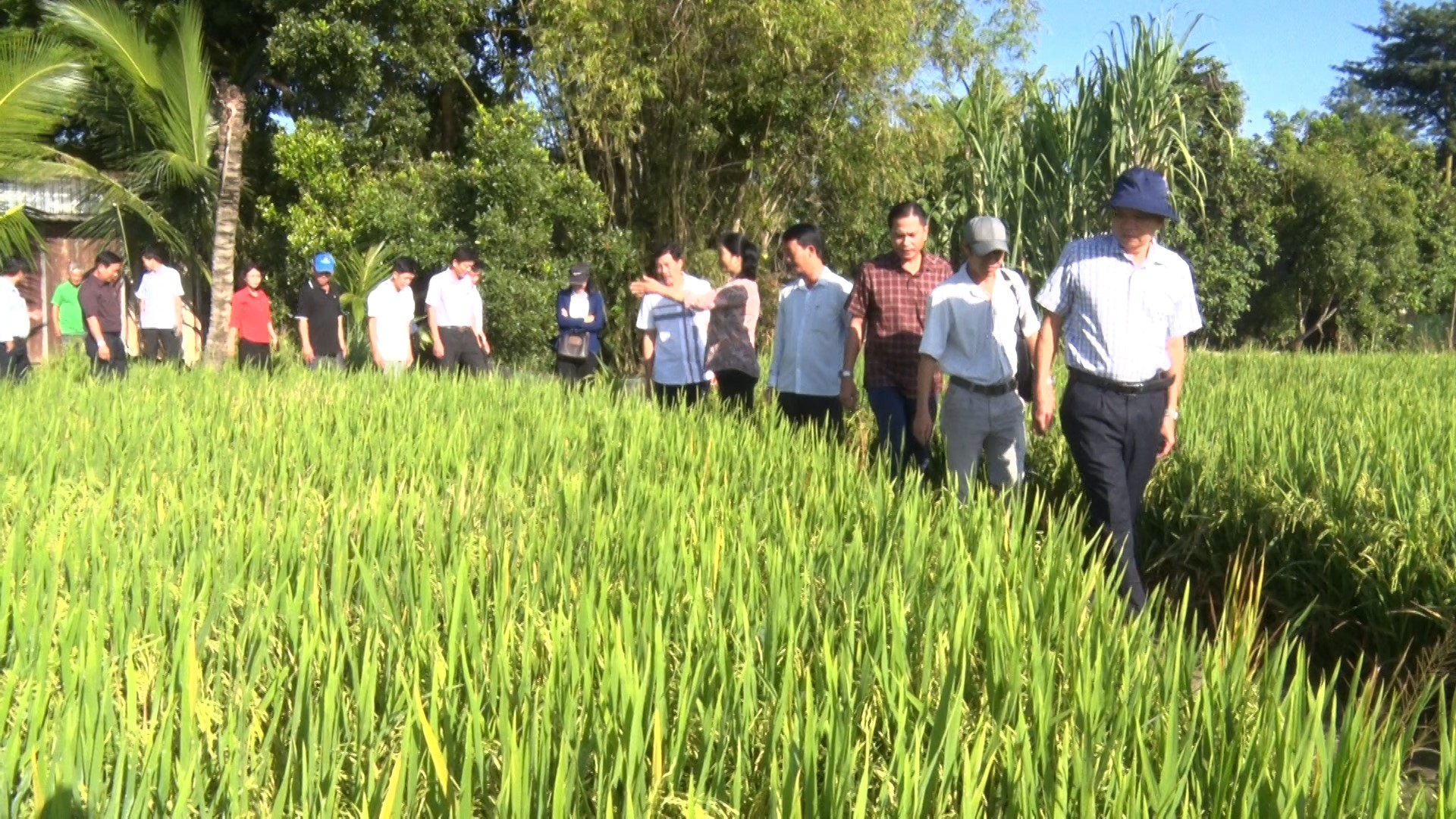 Phú Tân sơ kết mô hình sử dụng máy sạ hàng kết hợp vùi phân đề án 1 triệu hécta chuyên canh lúa chất lượng cao tại xã Hiệp Xương