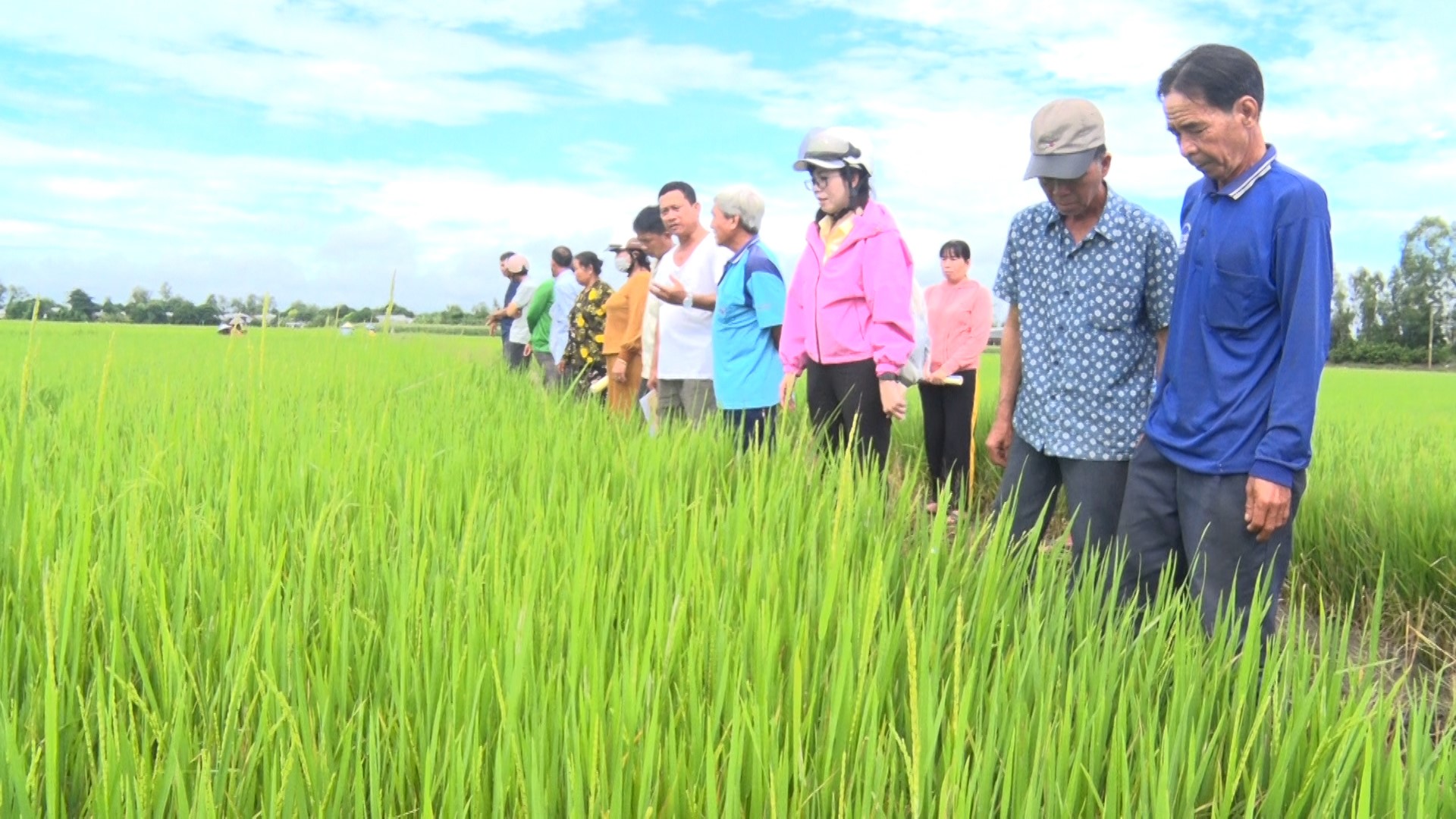 Phú Tân tập huấn đề án phát triển bền vững một triệu hécta chuyên canh lúa chất lượng cao
