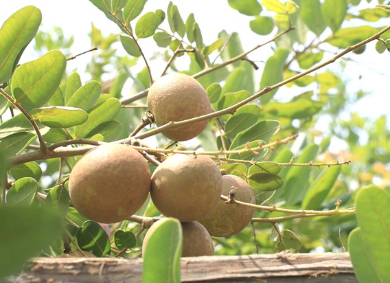 “Mở cửa” cho trái cây An Giang